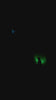 Nuggy Dog Co. Pet LED Light