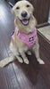 Nuggy Beast Harness