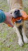Nuggy Bone