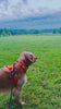 Nuggy Beast Harness