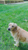 Camp Clucker Squeaky Dog Toy