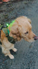 Nuggy Beast Harness