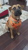 Nuggy Beast Harness