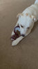 Backyard Bandit Dog Chew Toy 🦝