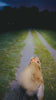 Clip-On Trail Light + Pet Light Bundle